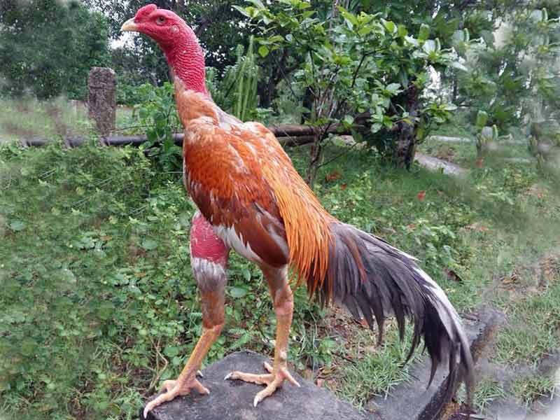 xem tướng gà chọi