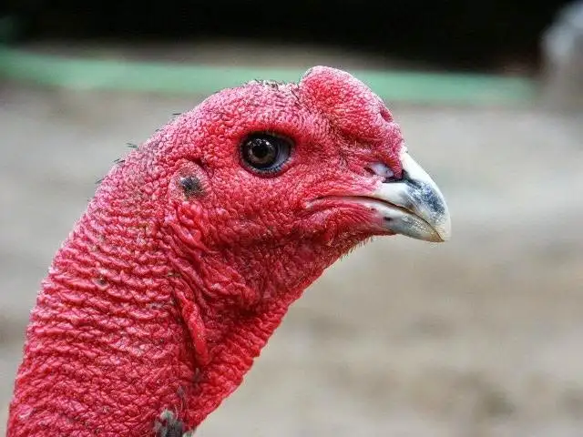 Những sai lầm thường gặp khi xem tướng gà chọi