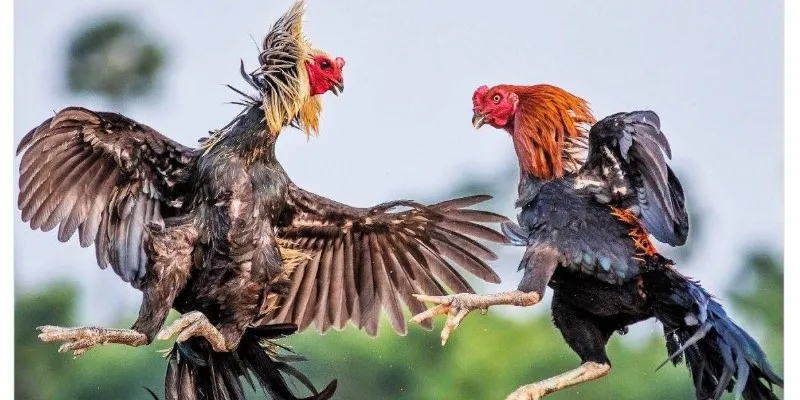 Sư kê đang quan sát tổng thể gà chọi để đánh giá dáng đứng và thần thái